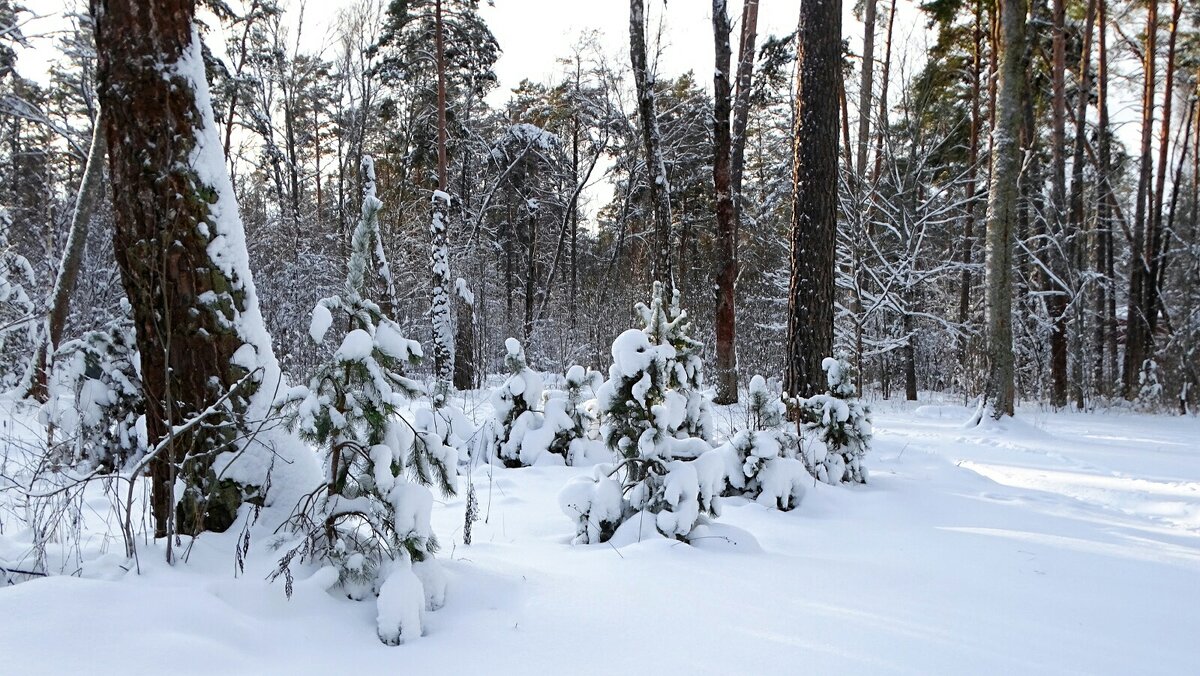 Зима в начале января (репортаж из поездок по области). - Милешкин Владимир Алексеевич 