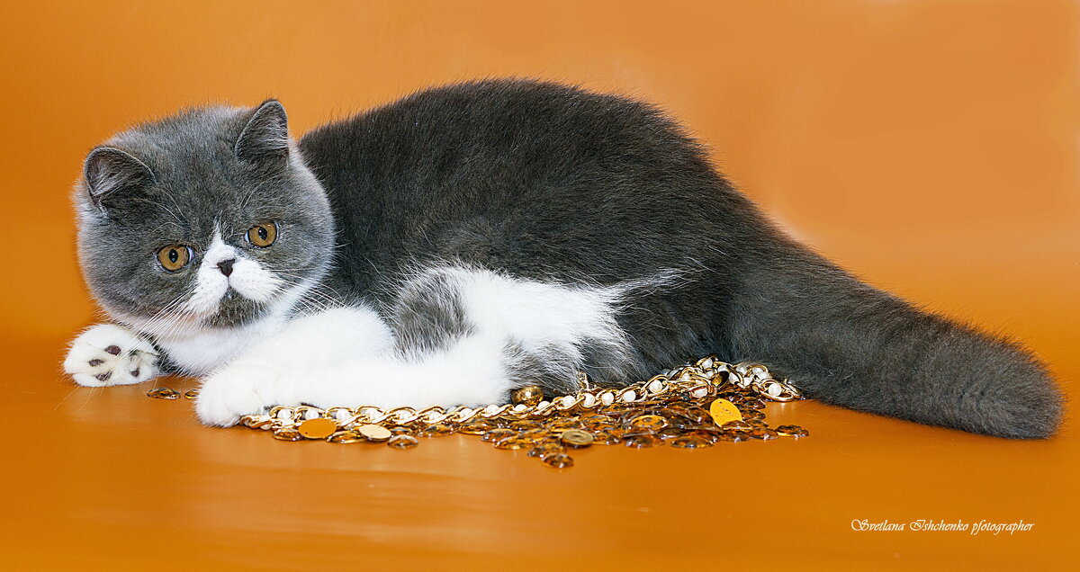 Мартин - Светлана Ищенко