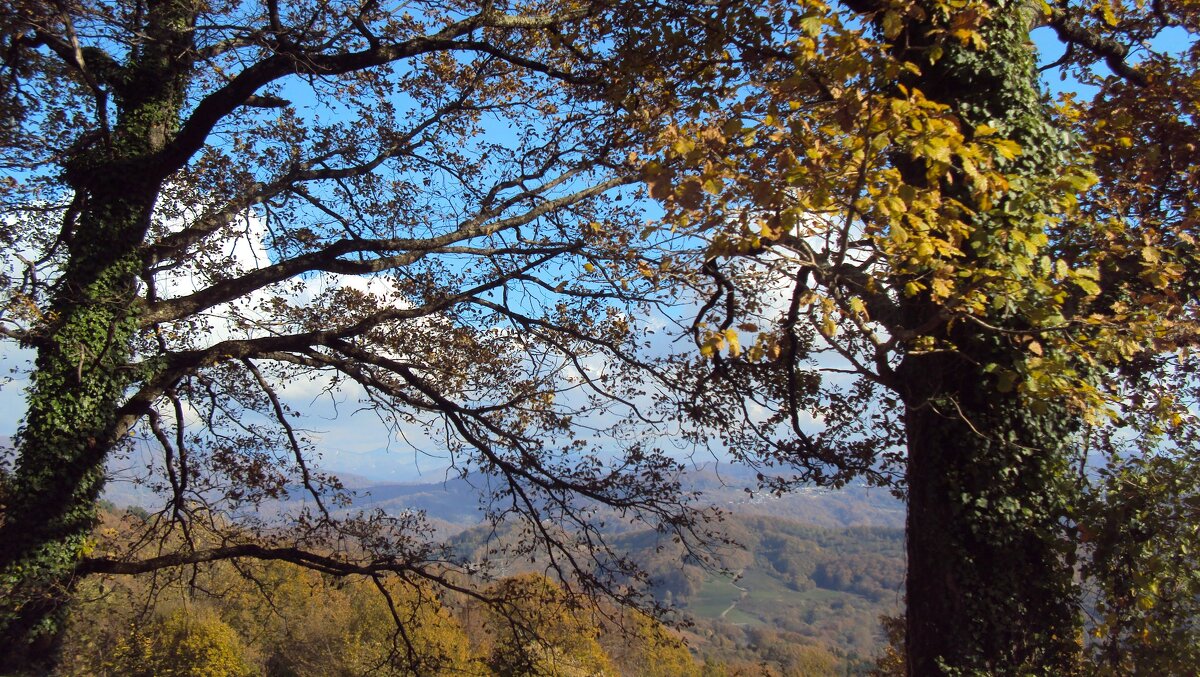 ДАГОМЫС - Tata Wolf