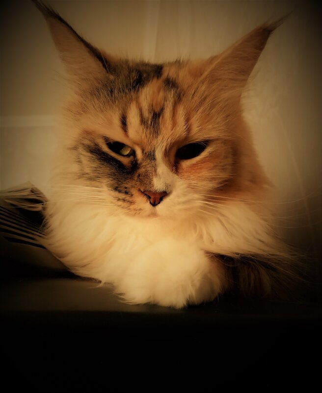 Ушки на макушке - Nora Nowhere