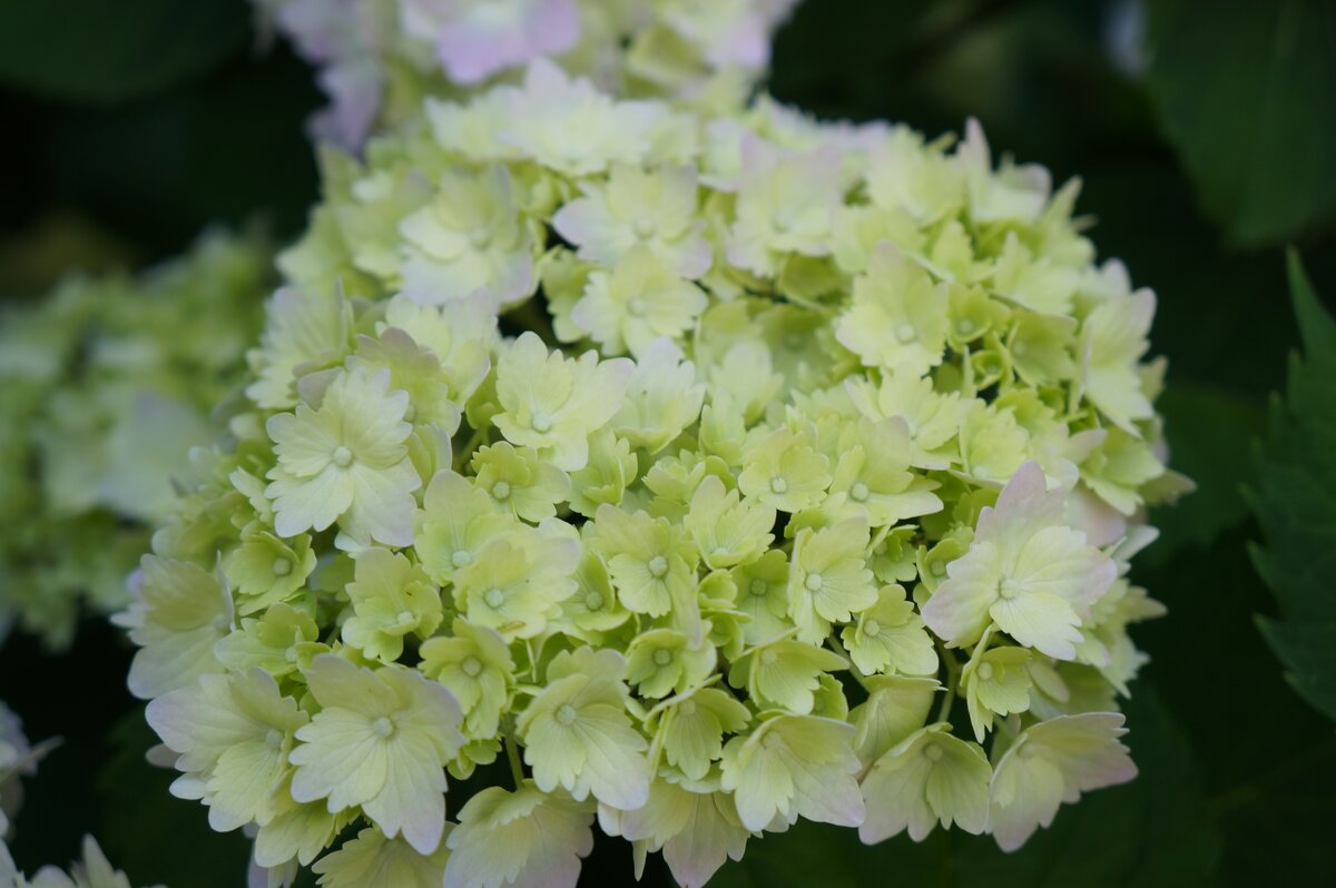 С Рождеством Христовым ! - Алёна Савина С Рождеством Христовым ! - Алёна Савина