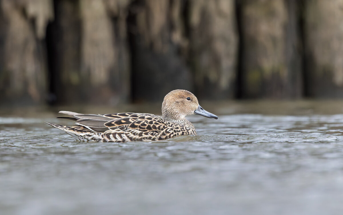 шилохвост самка. - юрий макаров шилохвост самка. - юрий макаров