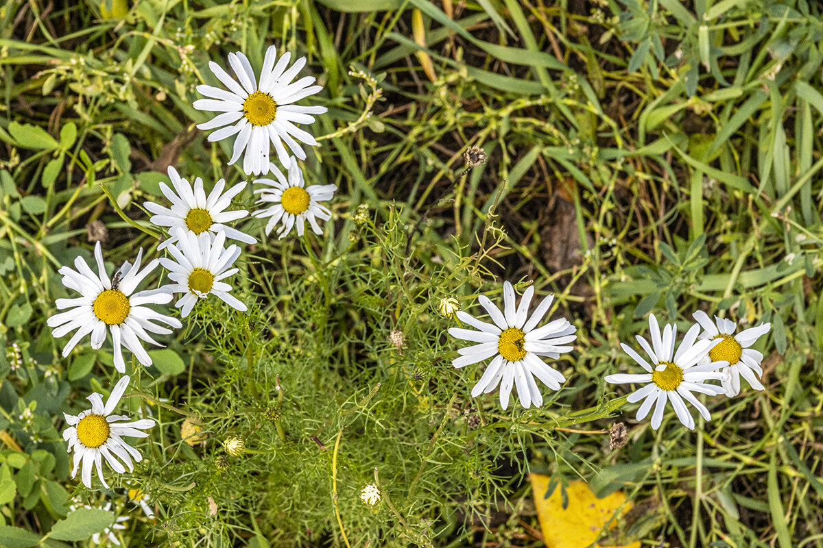 Риддер - Дмитрий 