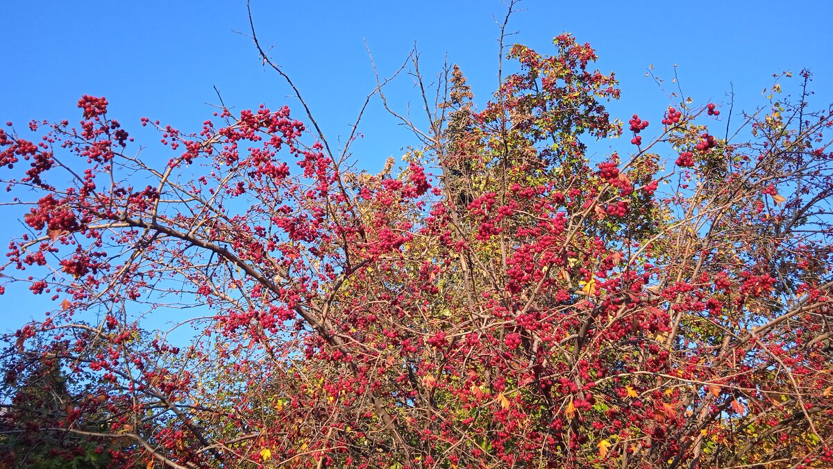 прекрасный октябрь - Елена Шаламова