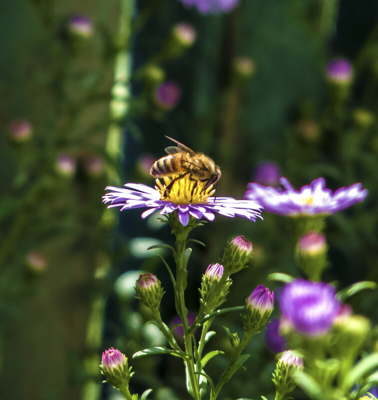 За  нектаром - Валентин Семчишин