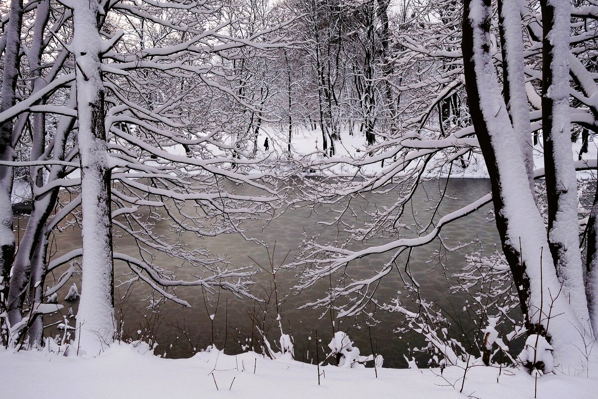 Декабрь Парк Южный, Калининград - Рита Симонова Декабрь Парк Южный, Калининград - Рита Симонова