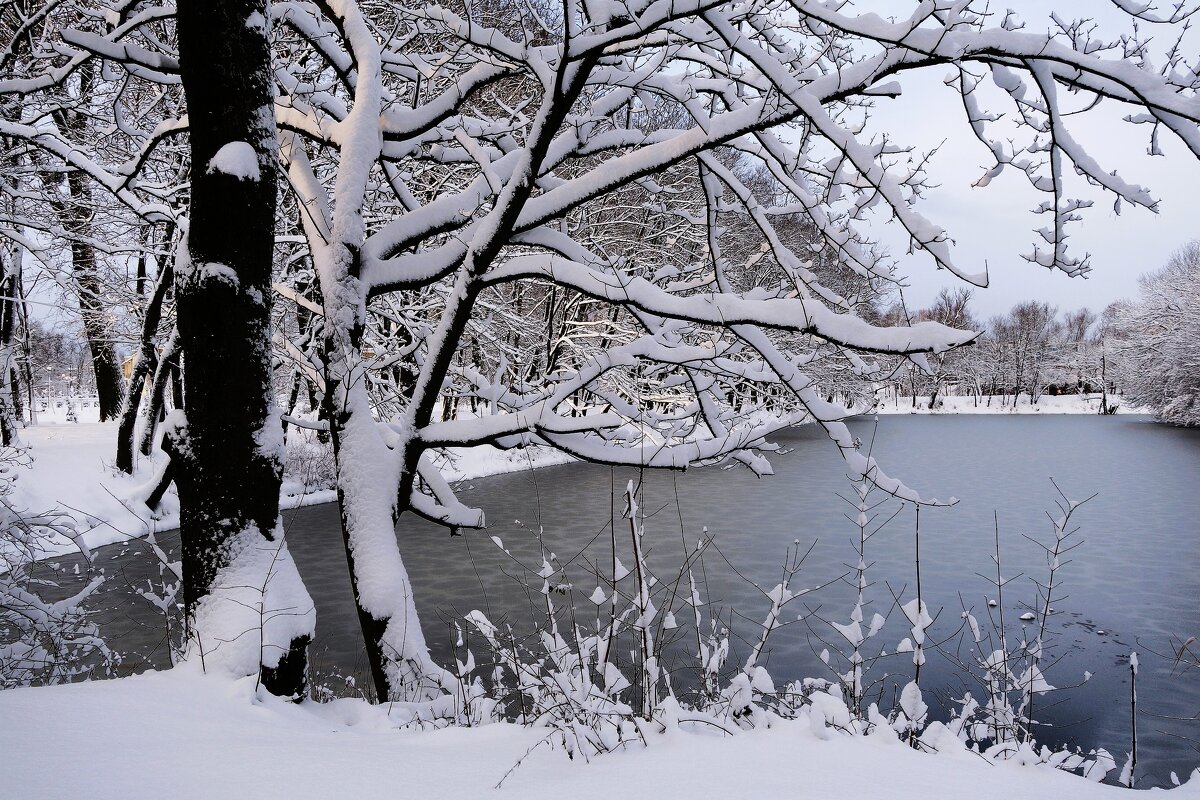 Декабрь Парк Южный, Калининград - Рита Симонова