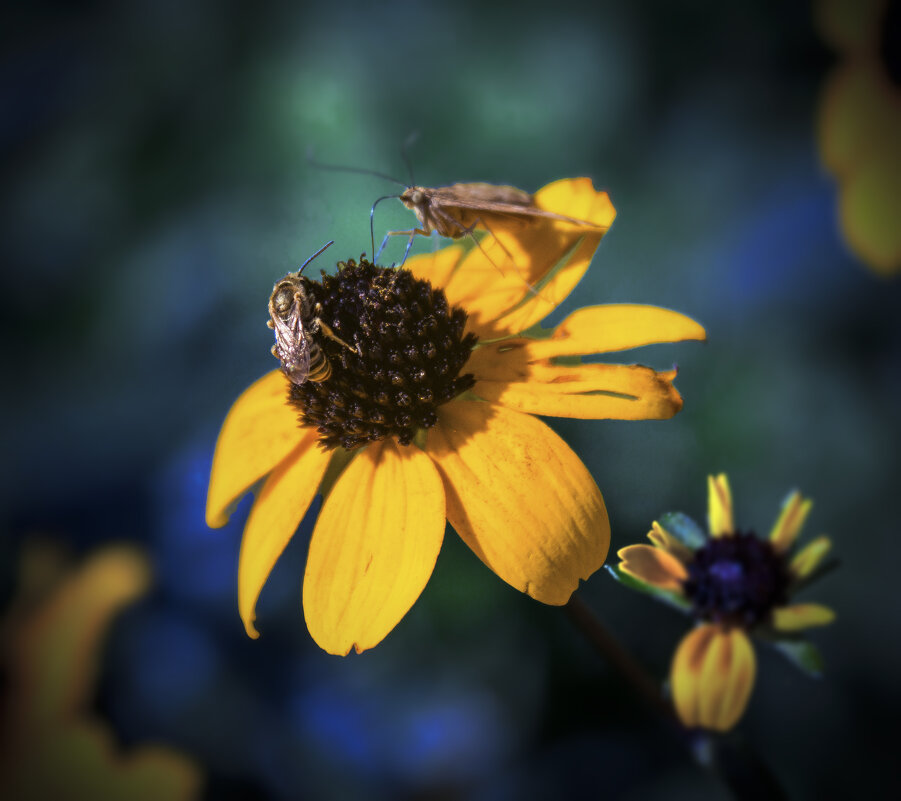 *** - Александр. AVG100 ---