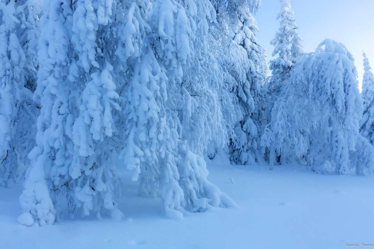 Зимняя кисея - Евгений Тарасов 