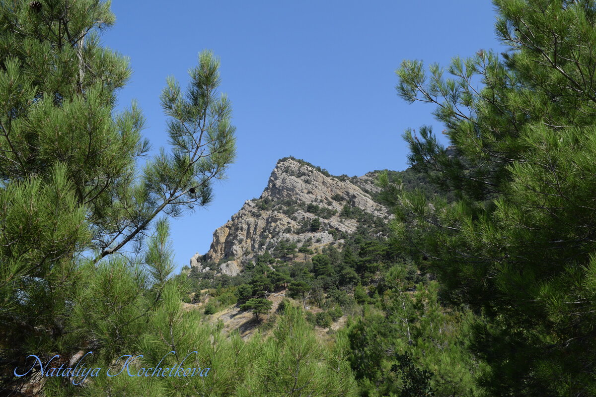 Природа Крыма - Amazing Cosmea