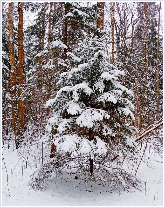 Новогодний лес. - Лия ☼