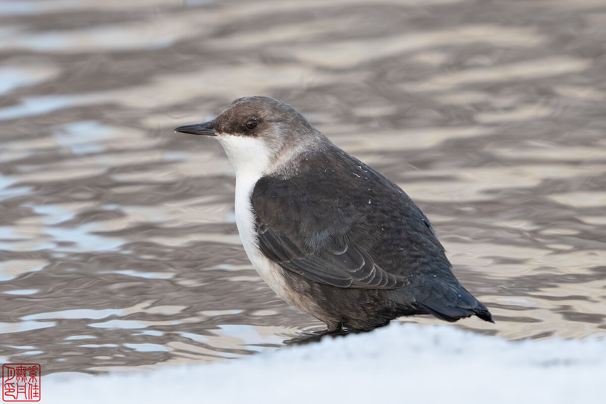 Оляпка - Станислав С.