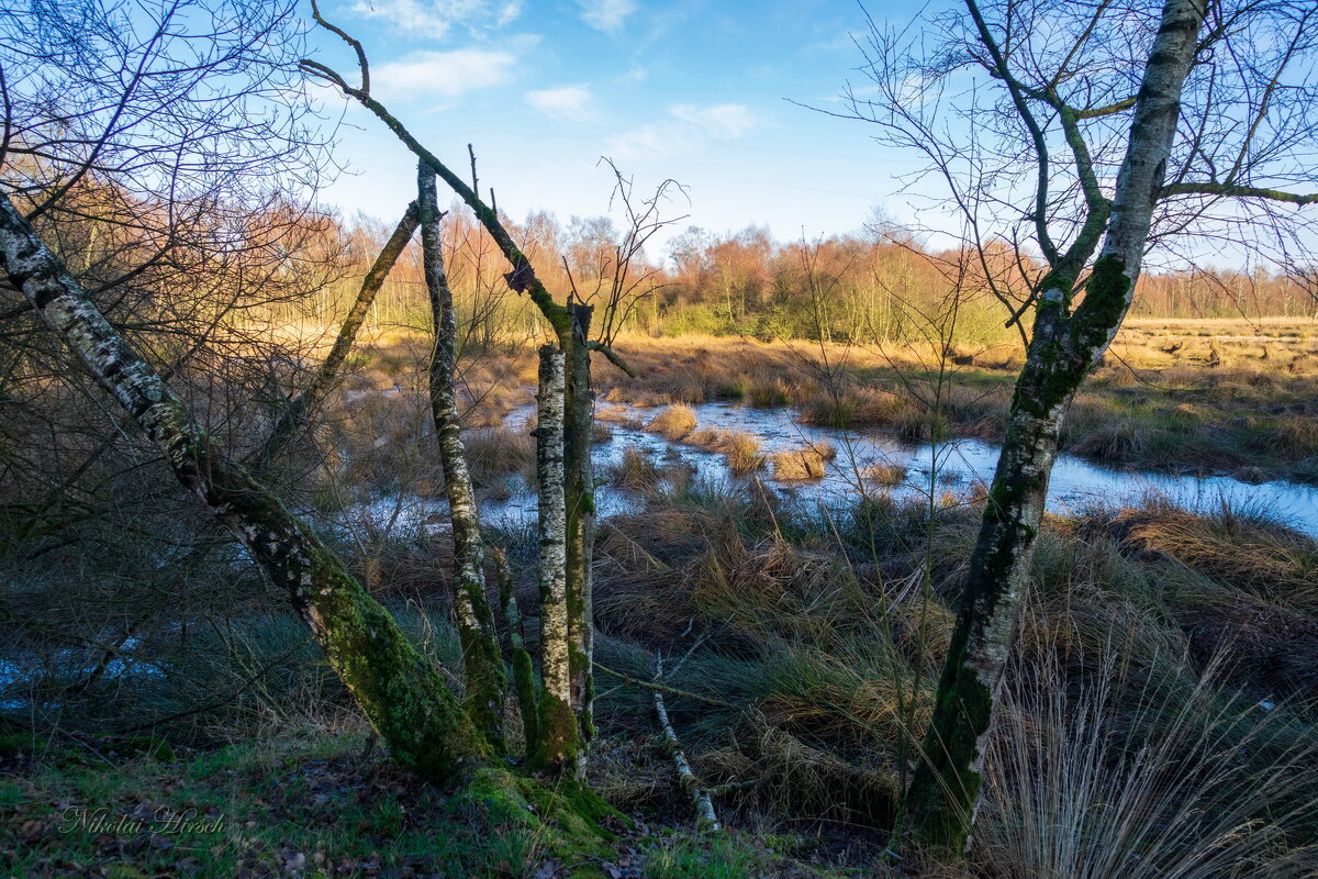 В заповеднике... - Николай Гирш В заповеднике... - Николай Гирш