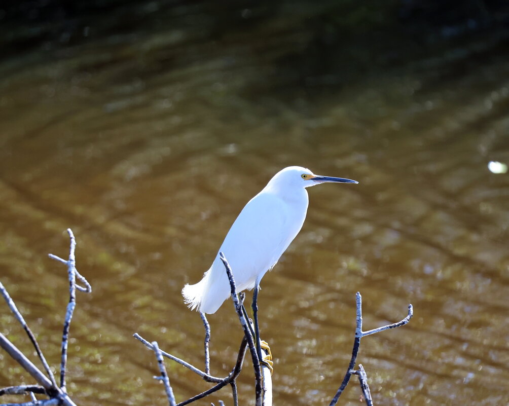 снежная цапля — Snowy Egret (Egretta thula). - Yury 