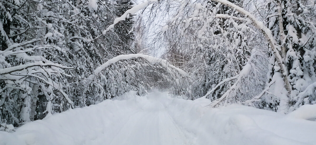 Тяжёлый снег. - юрий Амосов