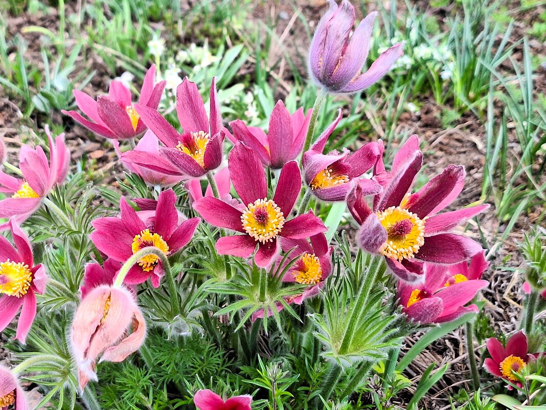 цветы - Наталья 