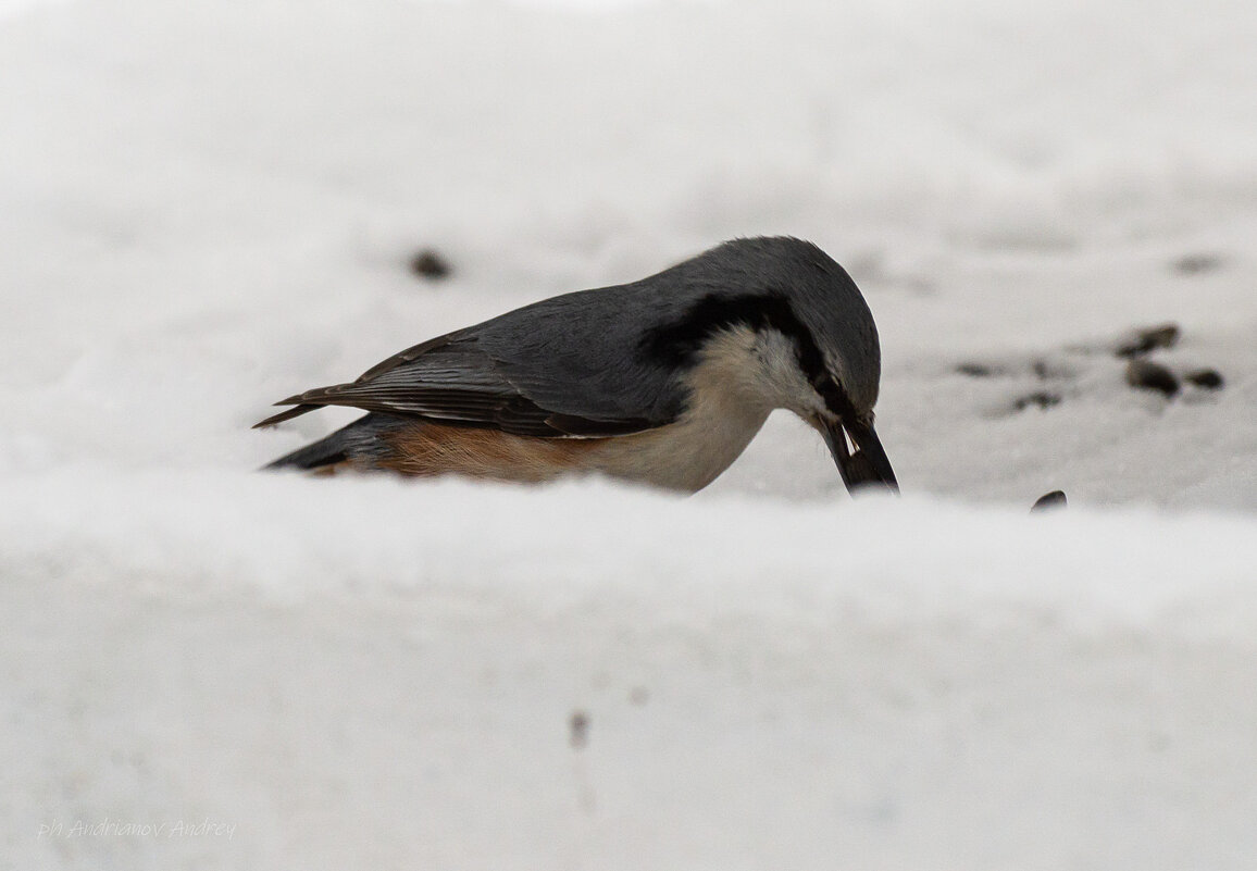 Поползень питается. - Андрей Андрианов