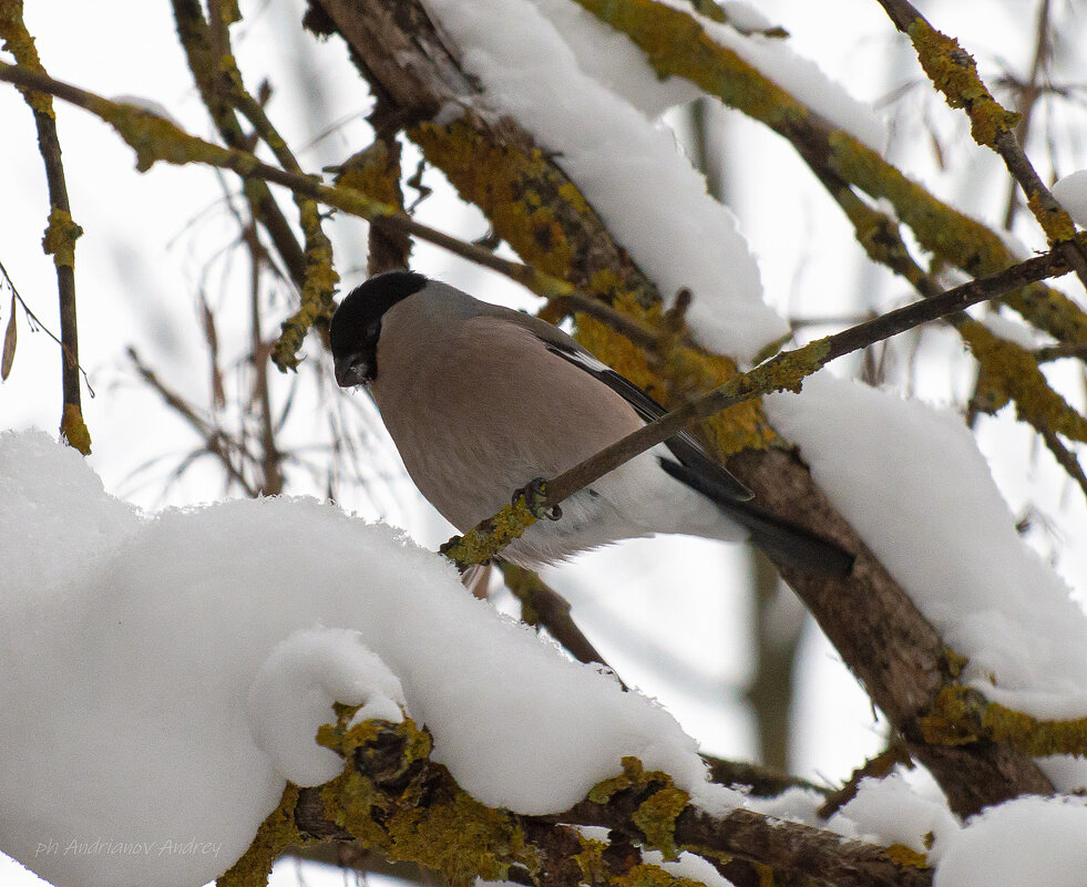 Снегирь. - Андрей Андрианов