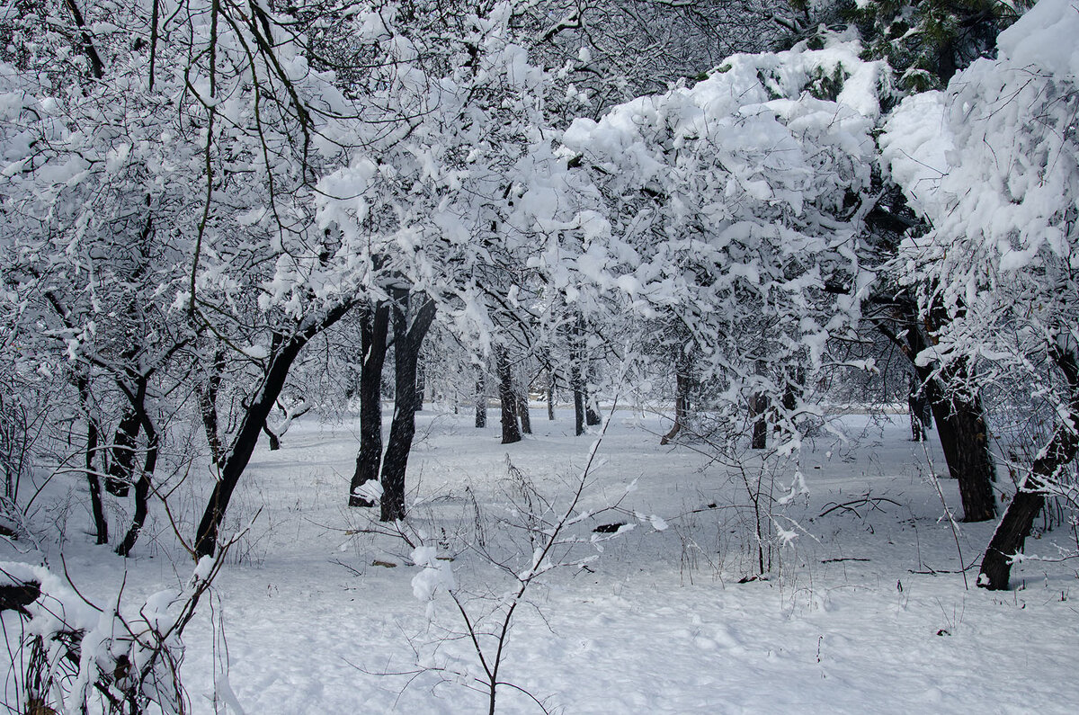 Деревья в снегу утопают - Римма Волченко