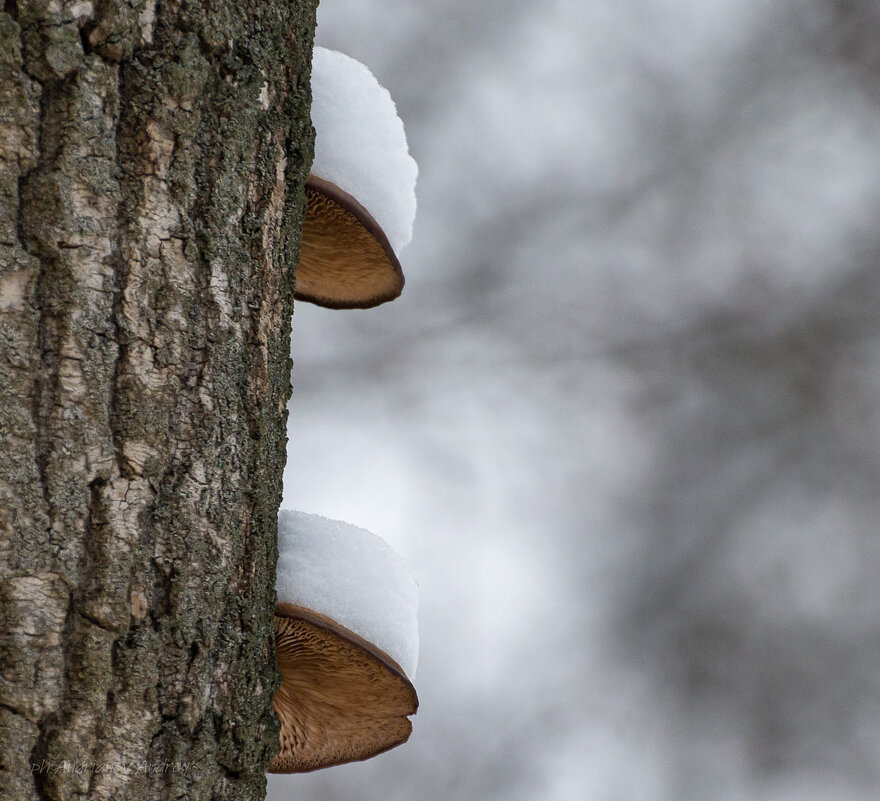 *** - Андрей Андрианов