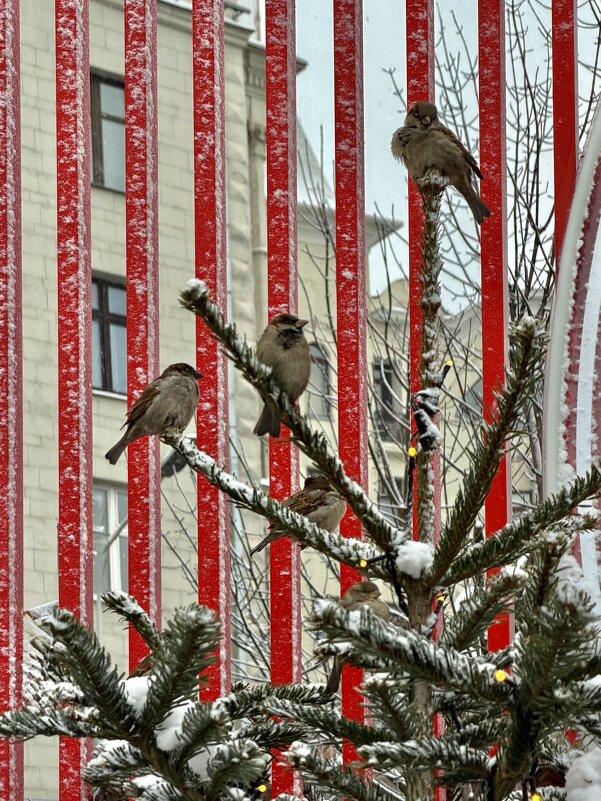 Московские! - Любовь 