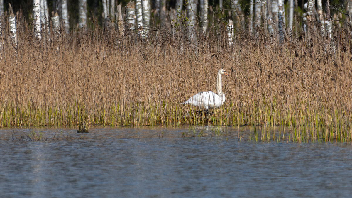 Лебедь - Владимир Лазарев