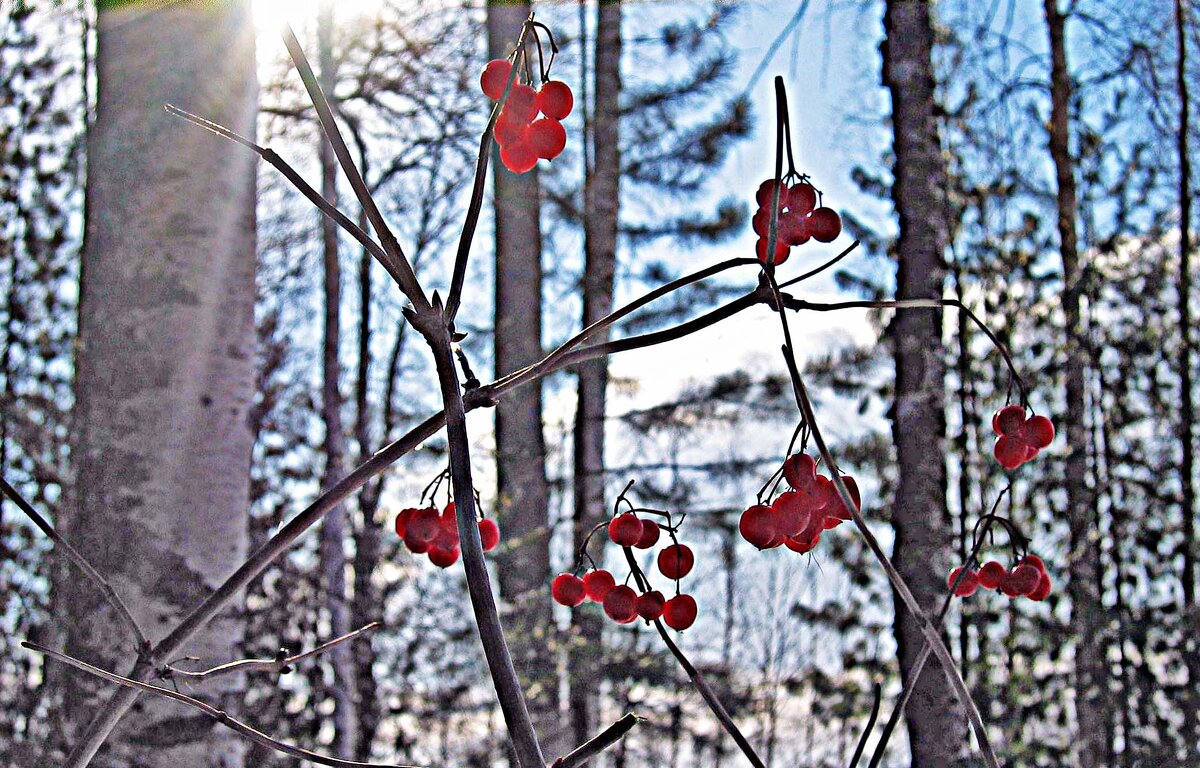 Февраль..Таежная калина! - Владимир 
