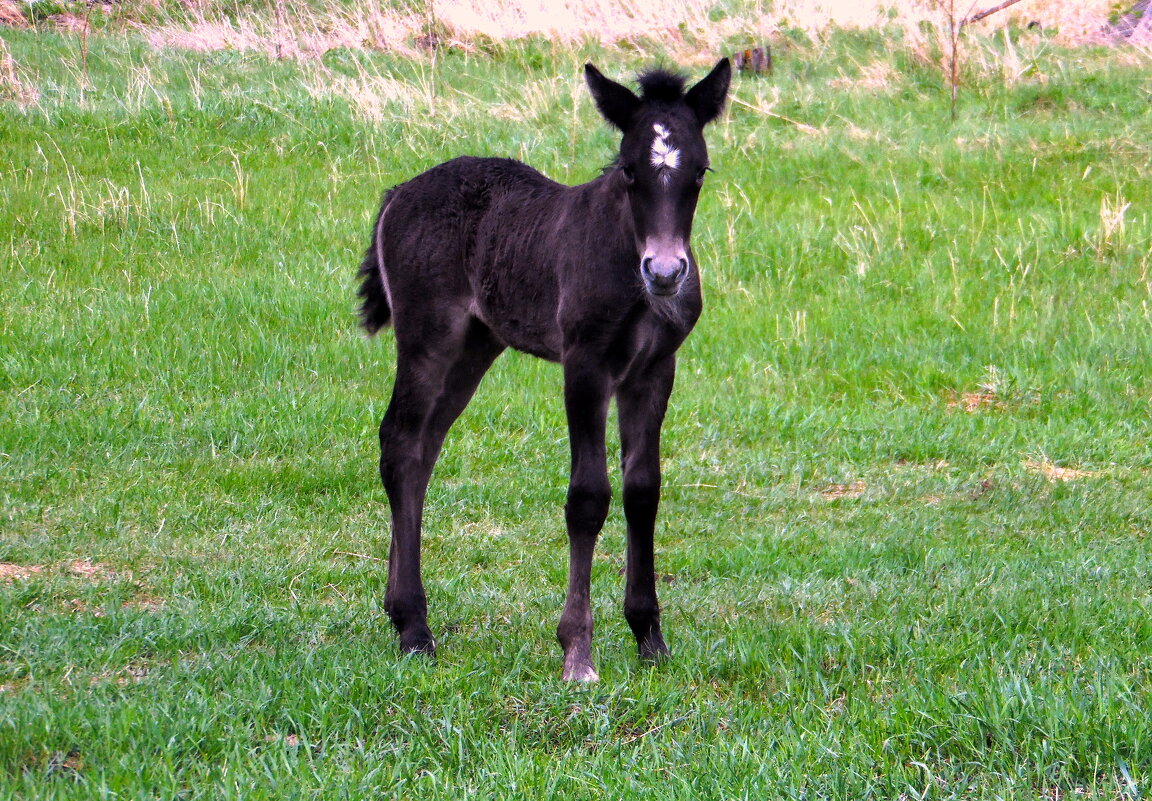Символ года пока ещё не вырос. - nadyasilyuk Вознюк Символ года пока ещё не вырос. - nadyasilyuk Вознюк