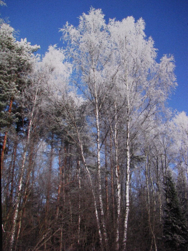 Берёзки после мороза - Людмила Смородинская