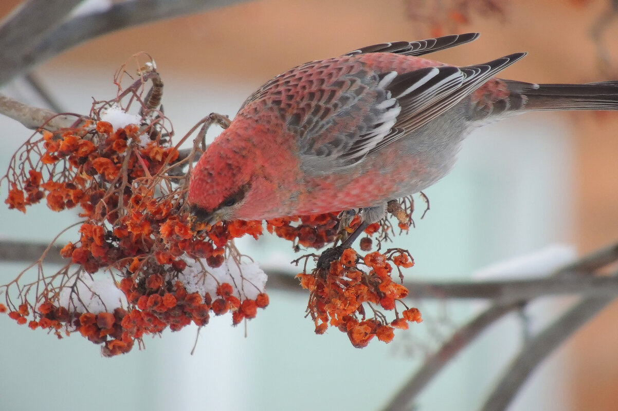 Красная рябина - Владимир Кириченко