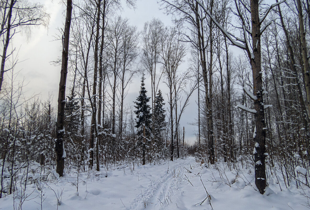 Лыжня - Сергей Цветков