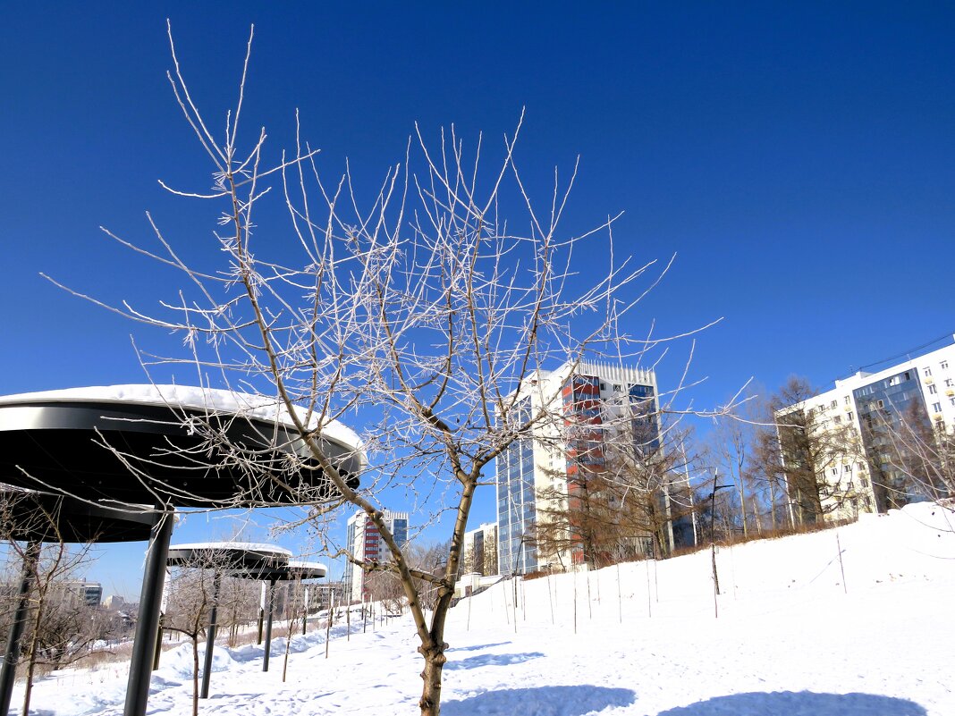 Морозным днем - Лариса С.