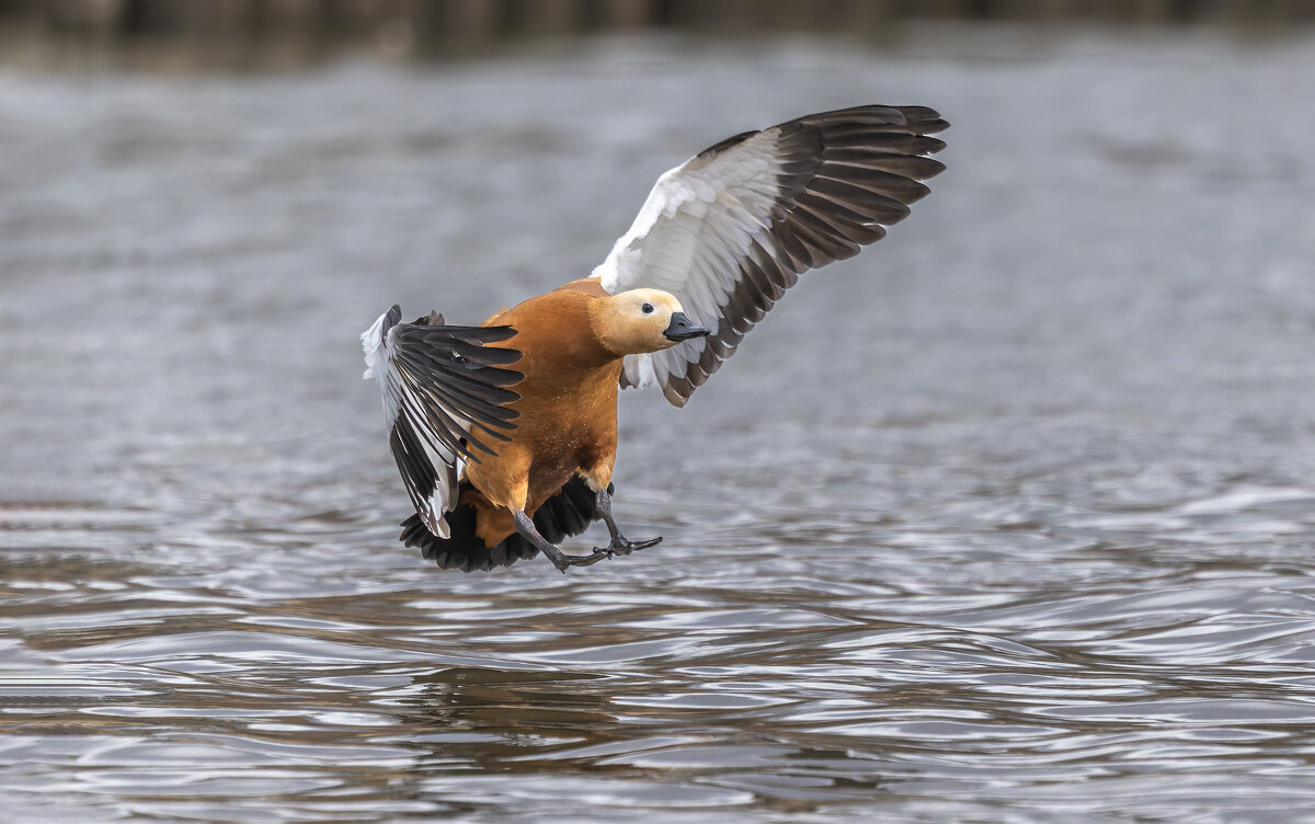 огарь в полете. - юрий макаров