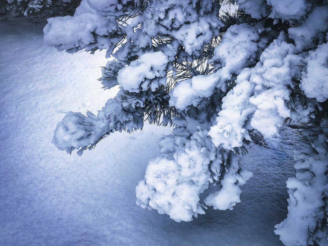 В лесу родилась елочка ........ - Ravile 