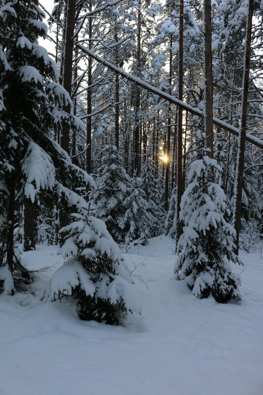 Зимний лес - Ольга Зимний лес - Ольга