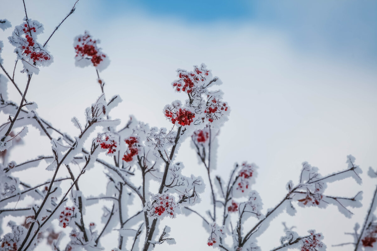 Рябина - Сергей Зырянов