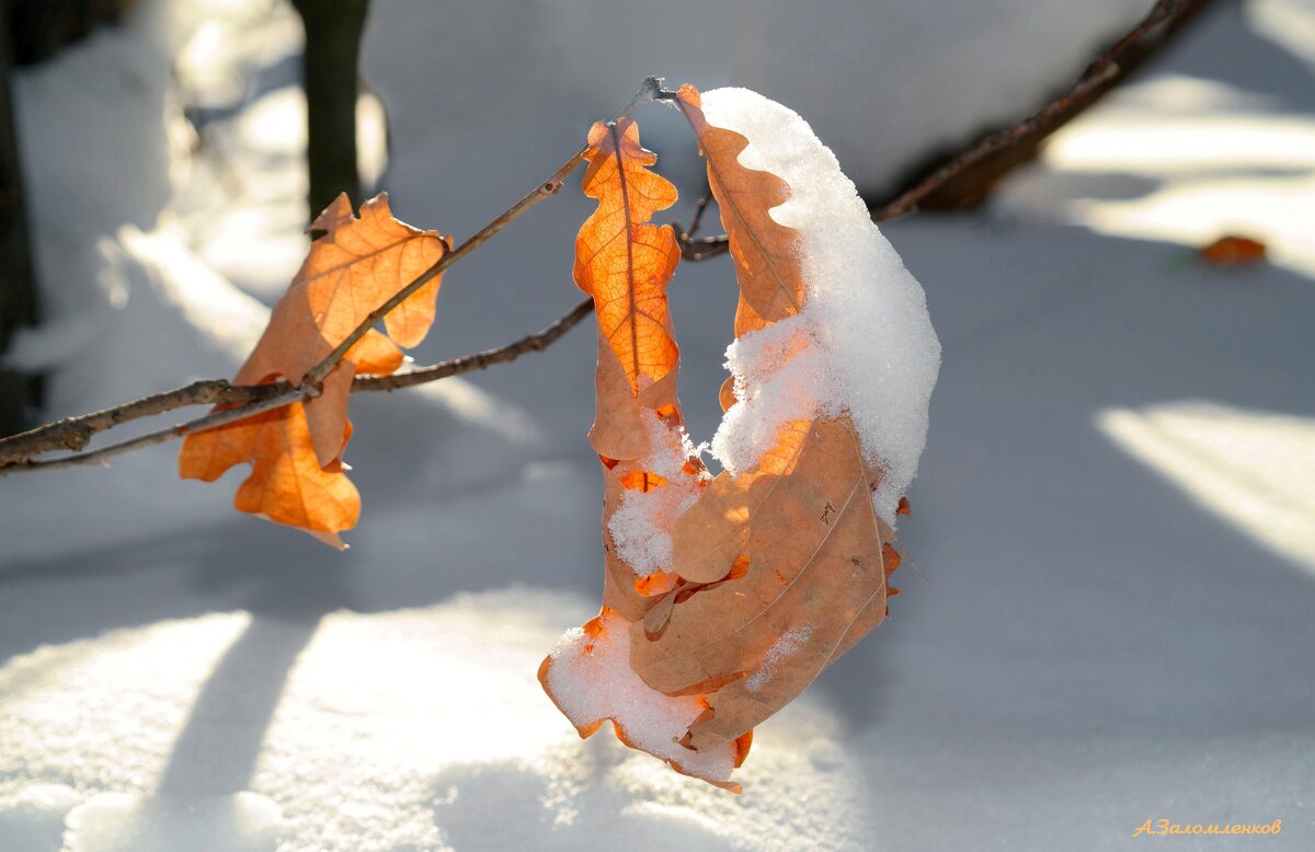 Зарисовки января... - Андрей Заломленков Зарисовки января... - Андрей Заломленков