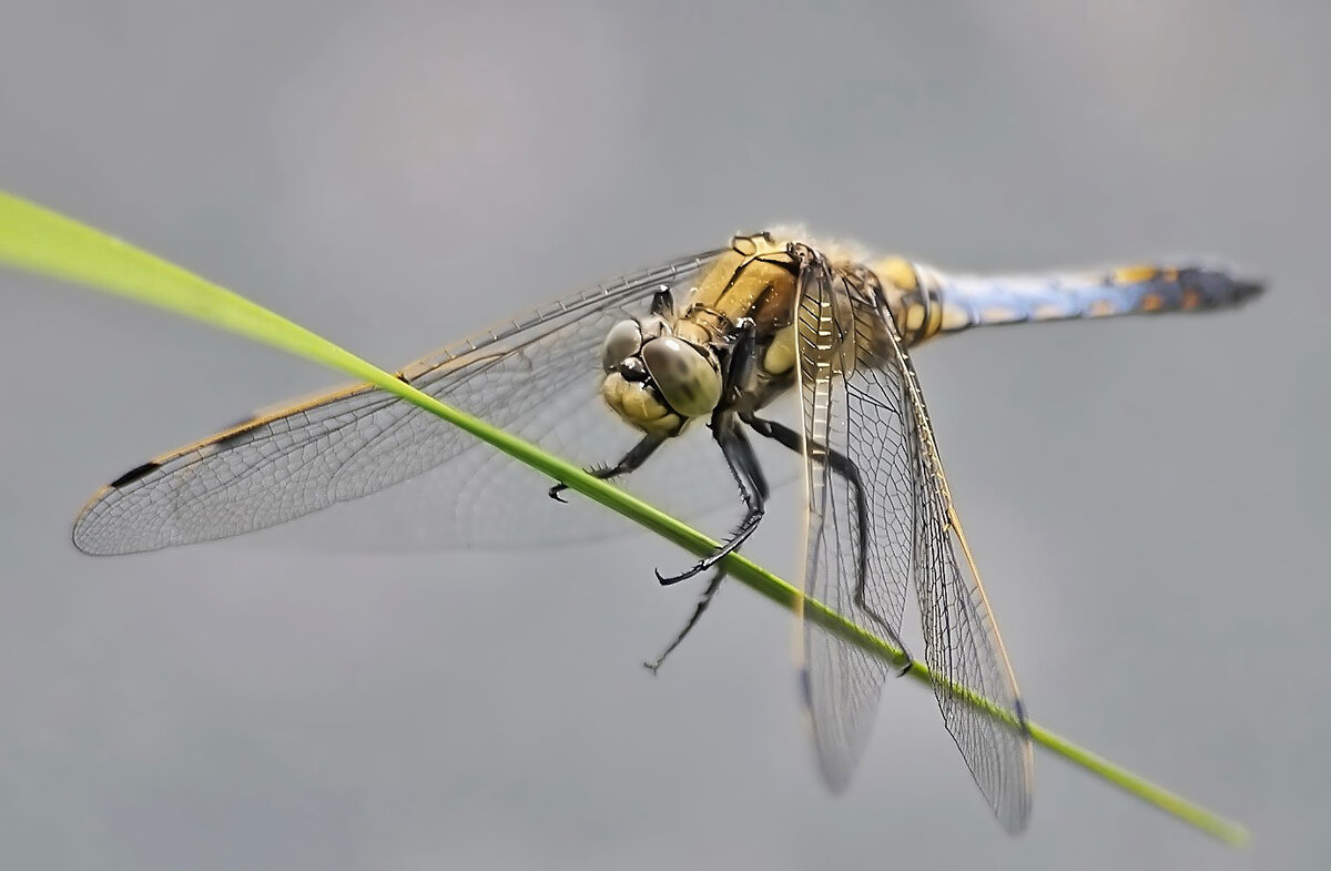 ----------------- - igor G.