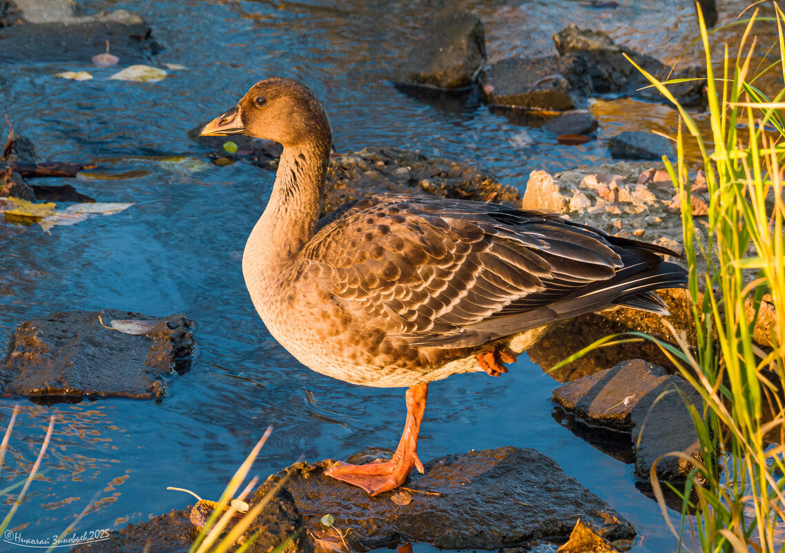 Гусь-гуменник релаксирует в парке Ухты)) Прибился к стае уточек. - Николай Зиновьев