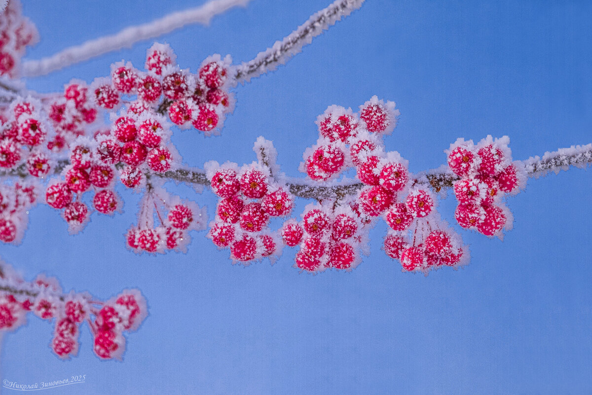 Северные яблочки в морозном инее. Ухта. Коми. - Николай Зиновьев