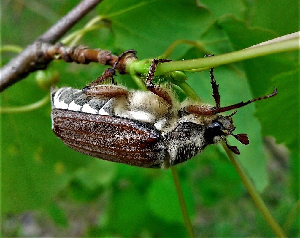 Жук - Ольга Митрофанова