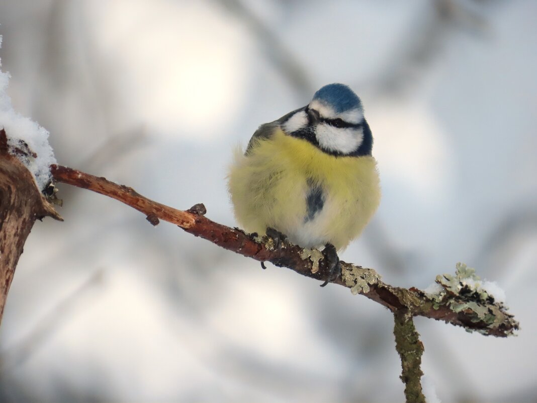 Колобок - Ольга Митрофанова