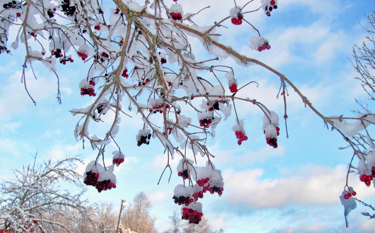 Зимние колокольчики. - Маргарита ( Марта ) Дрожжина