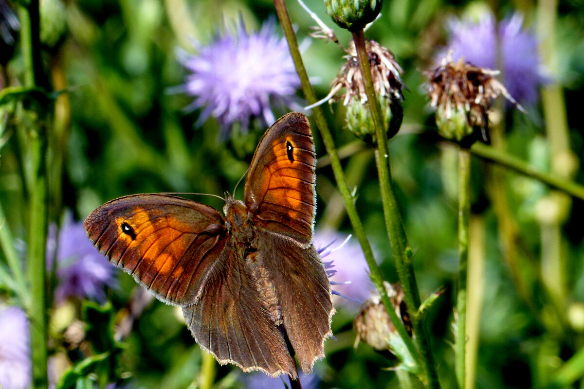 опять про бабочек...288 - Александр Прокудин опять про бабочек...288 - Александр Прокудин