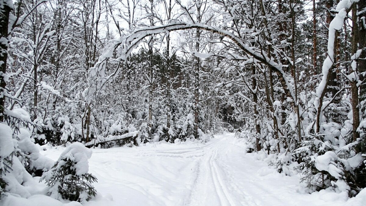 Лес во власти снега. - Милешкин Владимир Алексеевич 