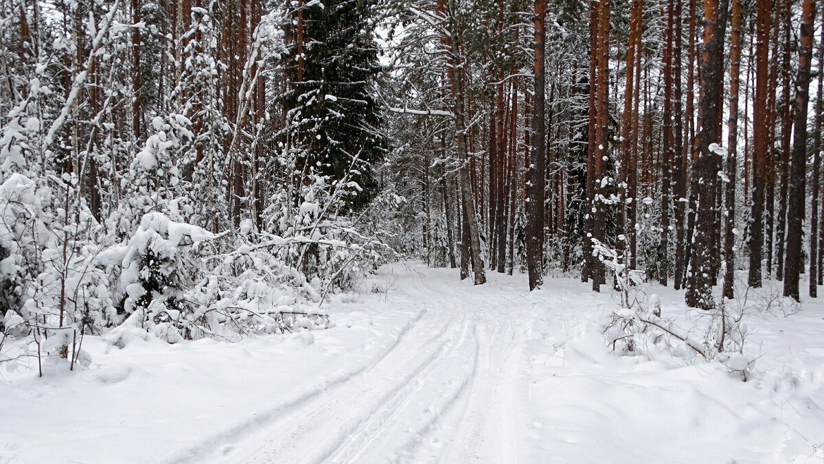 Лес во власти снега (репортаж из поездок по области). - Милешкин Владимир Алексеевич 