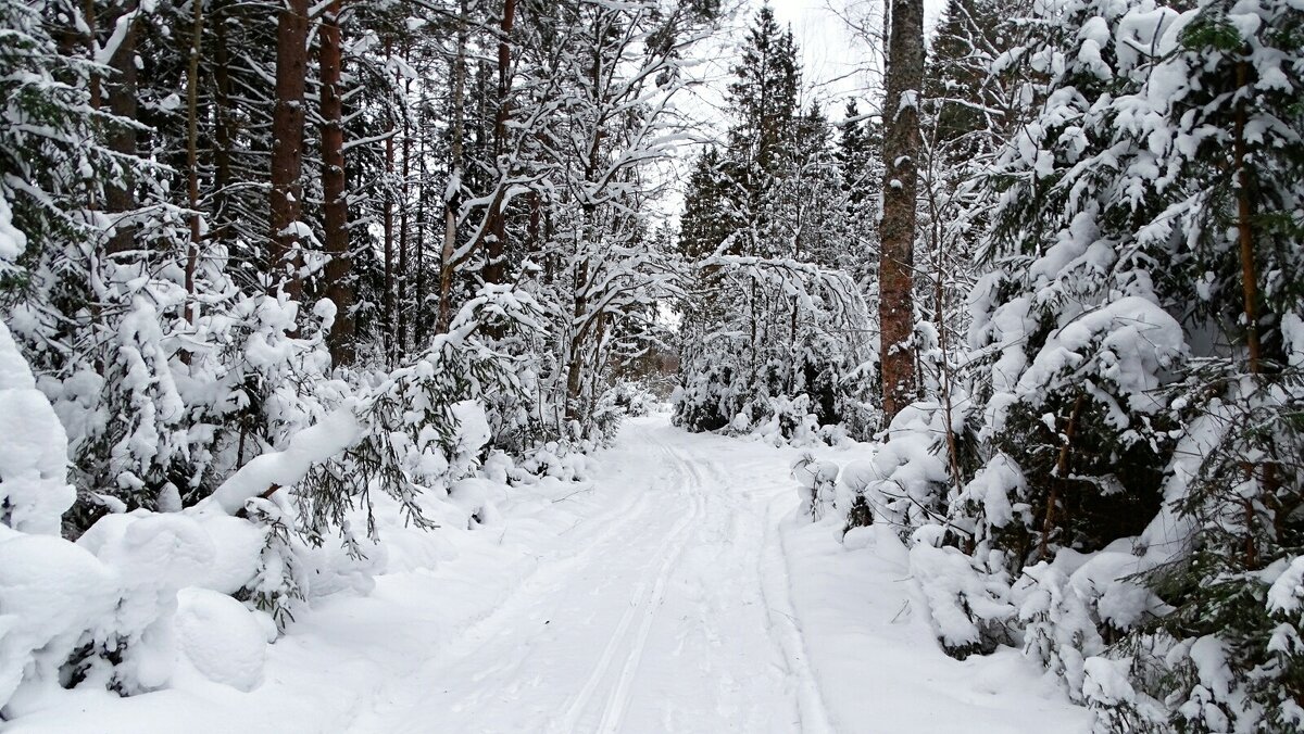 Не проехать, не пройти! - Милешкин Владимир Алексеевич 