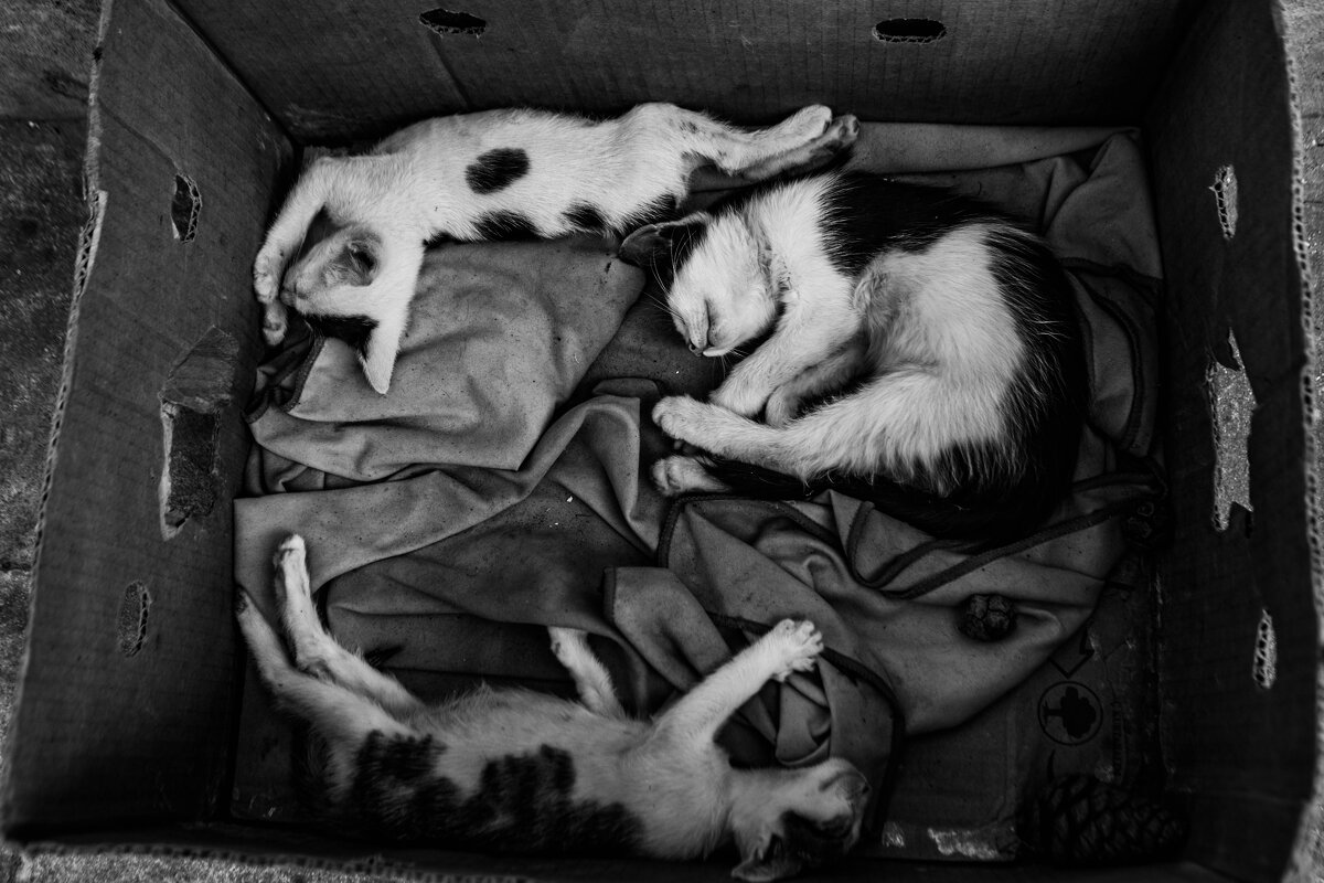 юные гимнасты - Эмиль Иманов