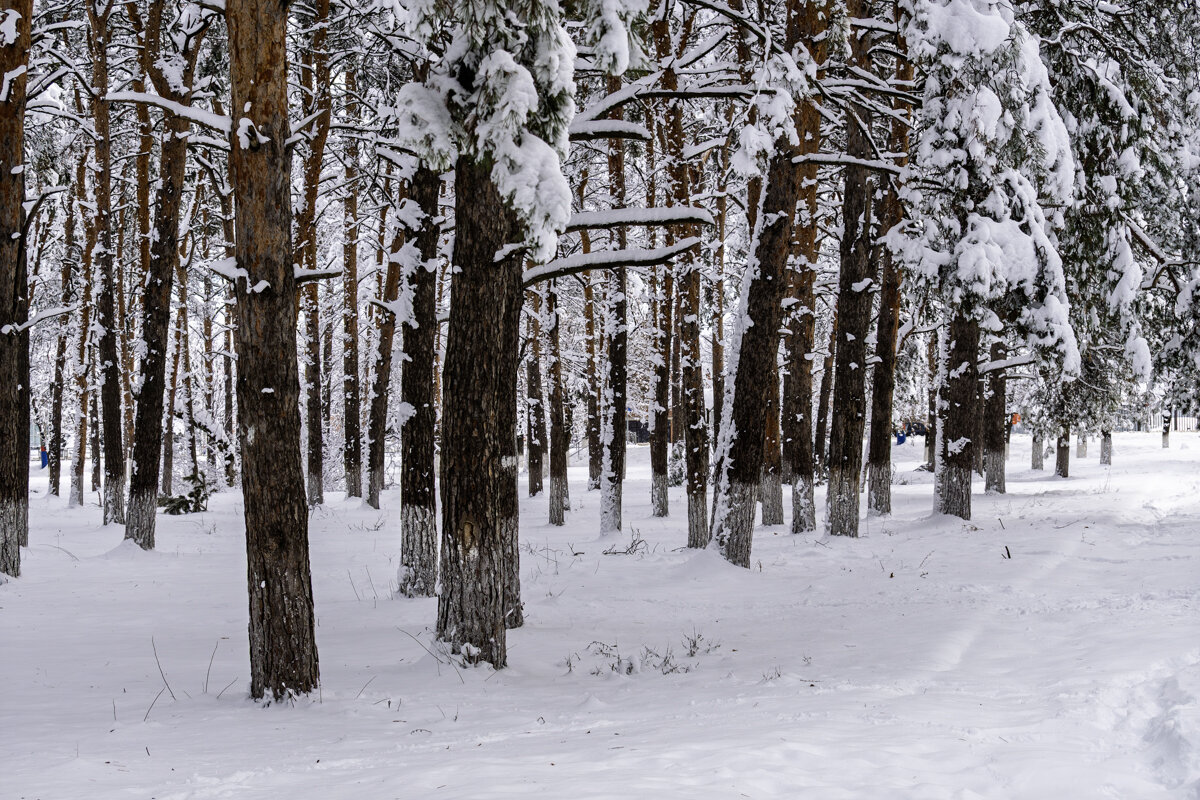 Городской парк - Игорь Сикорский