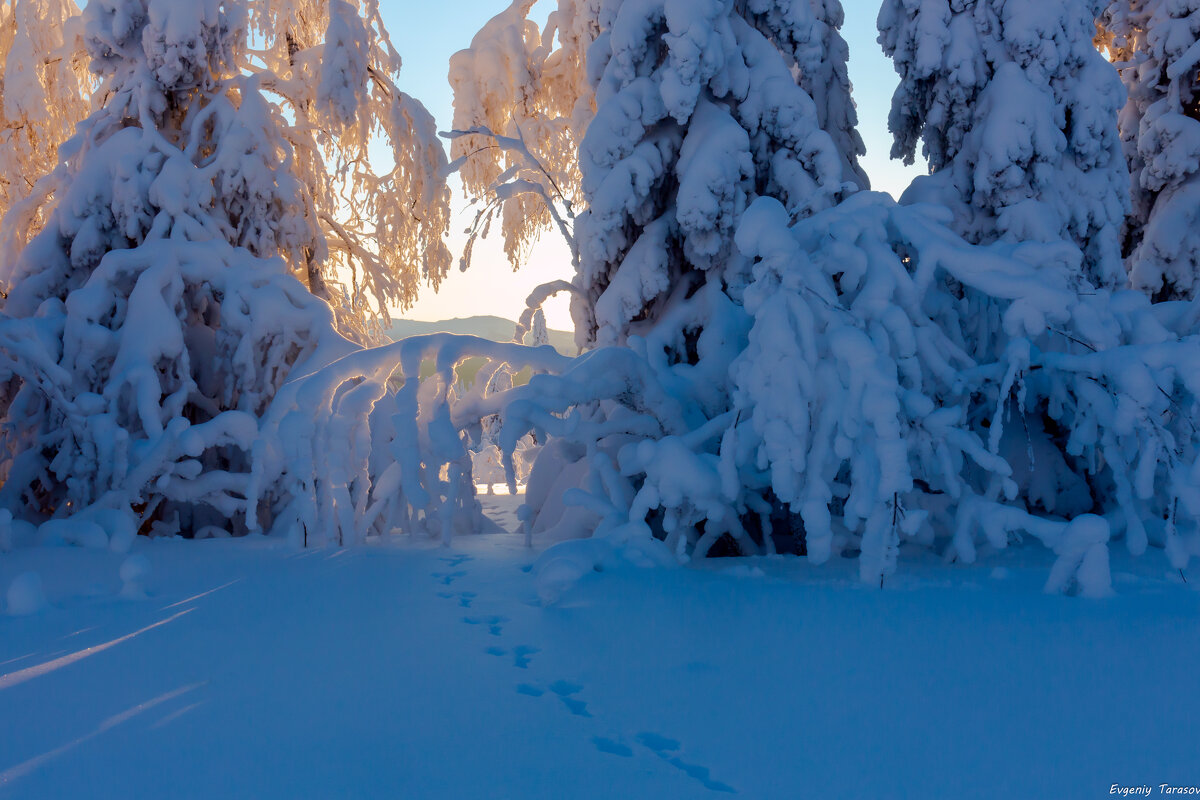 Утренние следы - Евгений Тарасов 